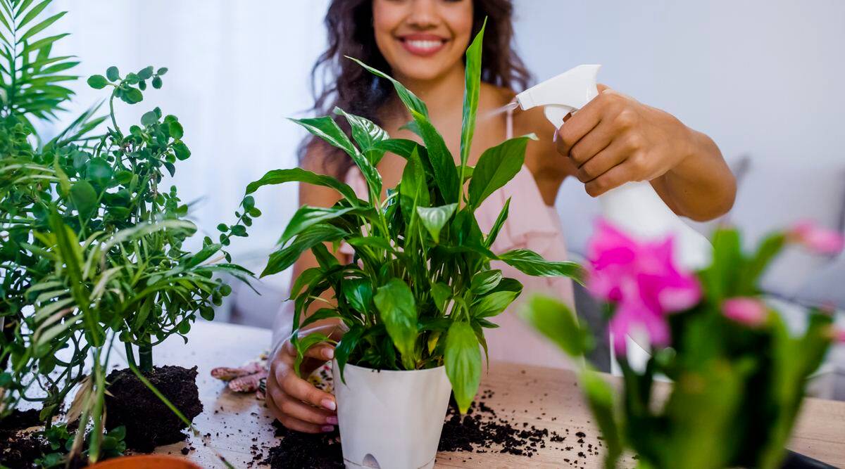 indoor plant